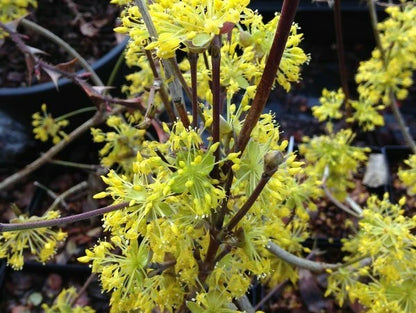 Cornus Officinalis Dogwood Cornelian Cherry Tree Seeds