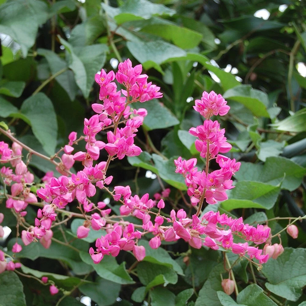 Antigonon Leptopus – Coral Vine Climbing Flower Seeds