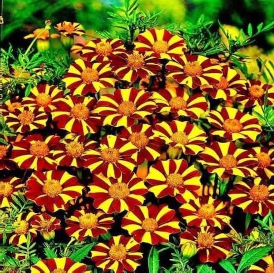 Jolly Jester Marigold – Colorful Garden Flower Seeds