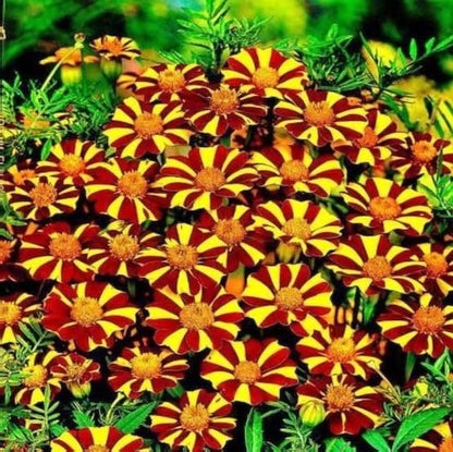 Jolly Jester Marigold – Colorful Garden Flower Seeds