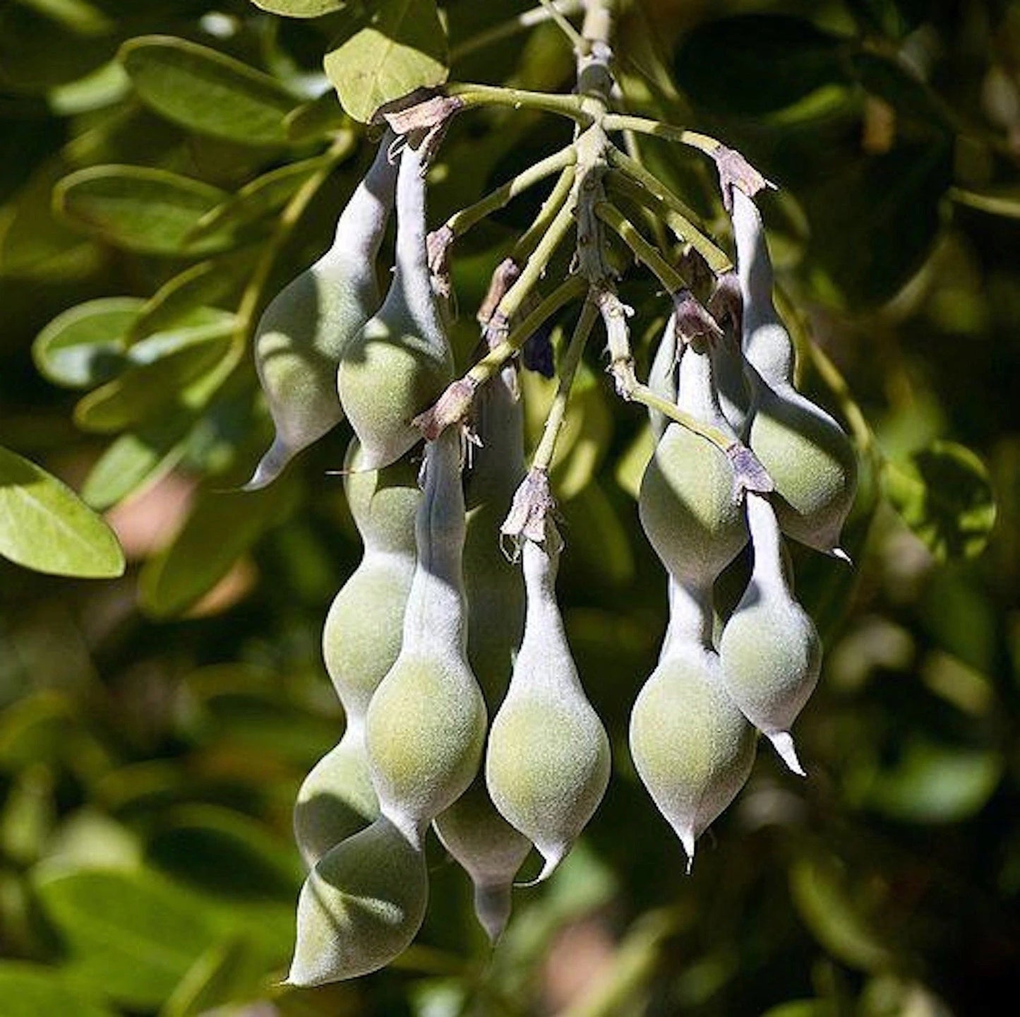 Tx Mountain Laurel, Dermatophyllum(Sophora) – Flower Seeds