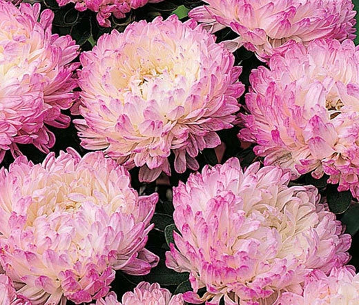 Aster Paeony Duchess Pink Callistephus Chinensis – Colorful Garden Flower Seeds