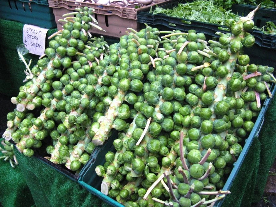 Multi Harvest Brussel – Garden Flower Seeds for Planting