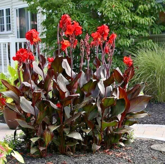 Purple Leaf Canna Orange Flowering Garden Flower Seeds