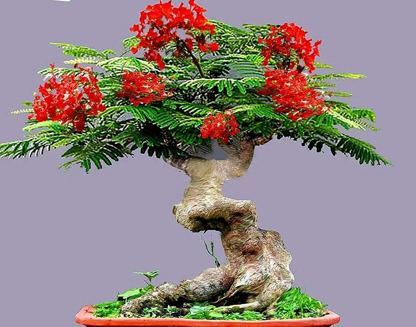 Flamboyant Flame Tree Delonix Regia Colorful Garden Tree Seeds