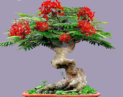 Flamboyant Flame Tree Delonix Regia Colorful Garden Tree Seeds