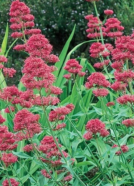 Valerian Centranthus Ruber Pink Betty Perennial Flower Seeds