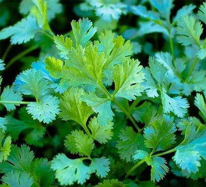 Pico de Gallo Garden Seed Kit – Vegetable Planting Seeds