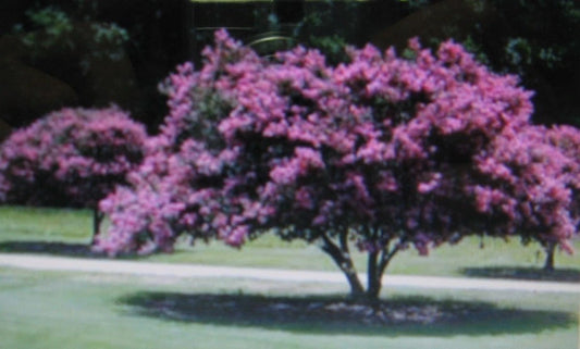 Crepe Myrtle Lagerstroemia Showy Flowering Tree Seeds