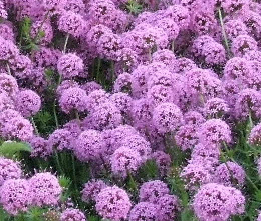 Crosswort Pretty Pink Phuopsis Stylosa Colorful Wildflower Seeds