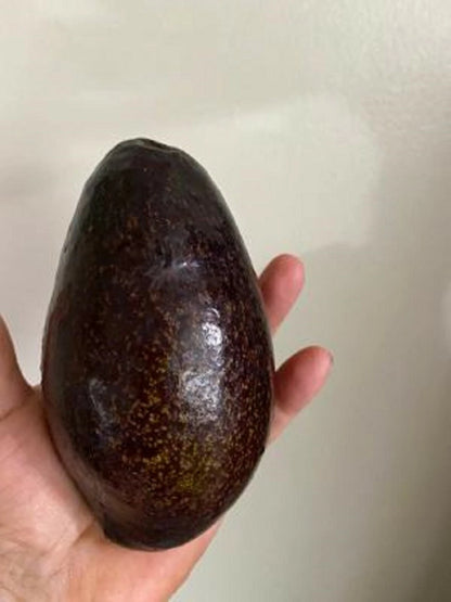 Blas Avocado – Black Avocado Fruit Tree Seeds