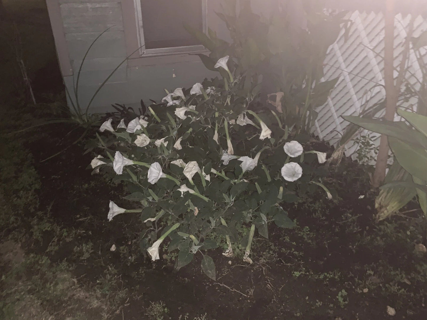 White Moonflower Morning Glory – Night Blooming Vine Flower Seeds