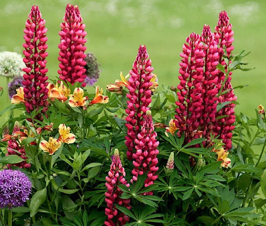 Lupine Russell Red Lupinus Polyphyllus Perennial Flower Garden Seeds