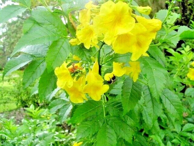 Yellow Bells Tecoma Stans Esperanza Flowering Shrub Garden Seeds