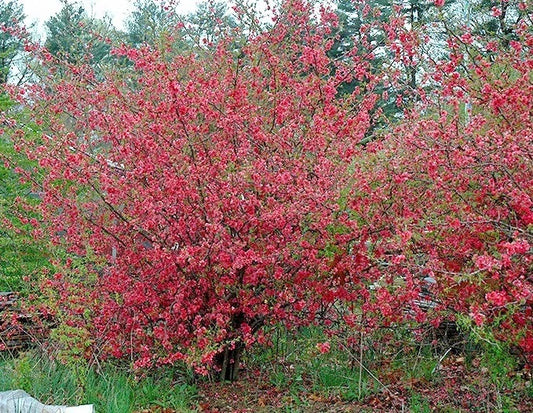 Enchantress Flowering Quince Chaenomeles Californica – Ornamental Shrub Seeds