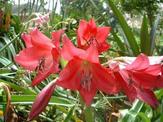 Crinum Lily Ellen – Garden Flower Seeds