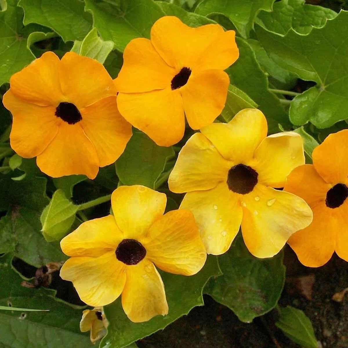 Black Eyed Susan Vine Hardy Wildflower Seeds