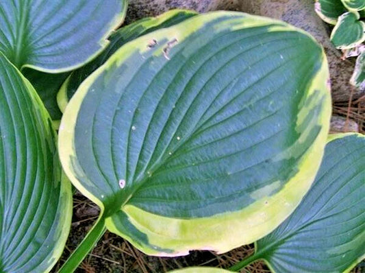 Ellerbroek Hosta – Hardy Perennial Garden Flower Seeds