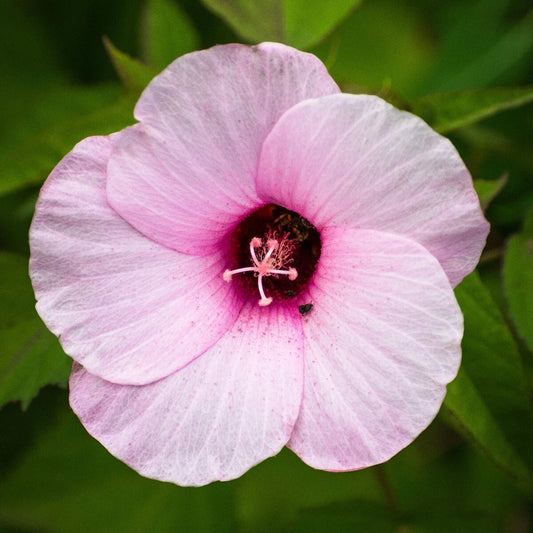 Rose Mallow Hibiscus – Colorful Wildflower Garden Seeds