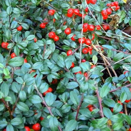 Wintergreen Creeping Gaultheria Procumbens Hardy Groundcover Flower Seeds