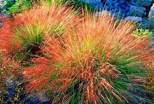 Undaunted Ruby Muhly Grass Muhlenbergia Reverchonii – Ornamental Grass Seeds