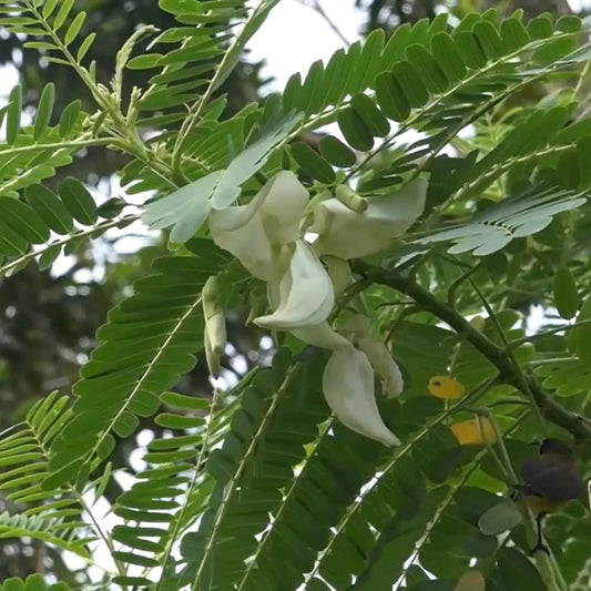 Sesbania Grandiflora White – Hummingbird Attracting Tree Seeds