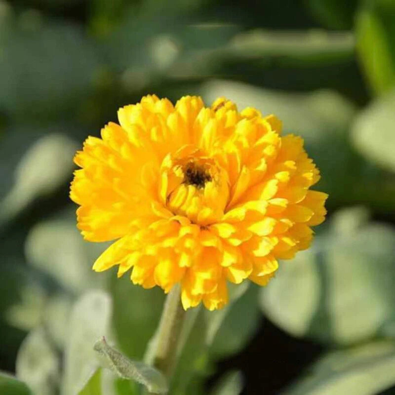 Calendula Orange – Garden Flower Seeds for Planting