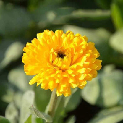 Calendula Orange – Garden Flower Seeds for Planting