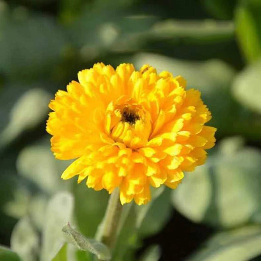 Calendula Orange – Garden Flower Seeds for Planting