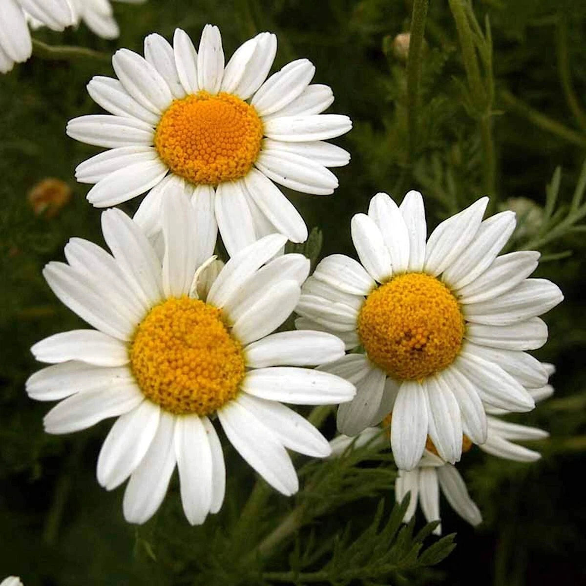 Roman Chamomile – Fragrant Wildflower Herb Seeds