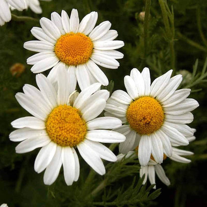 Roman Chamomile – Fragrant Wildflower Herb Seeds