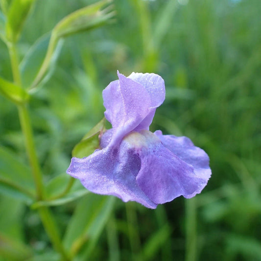 Monkey Flower – Colorful Wildflower Garden Seeds