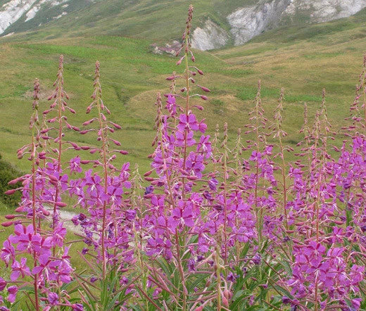 Fireweed Epilobium Angustifolium – Colorful Perennial Flower Seeds