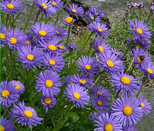 Aster Alpine Blue Aster Alpinus – Colorful Garden Flower Seeds