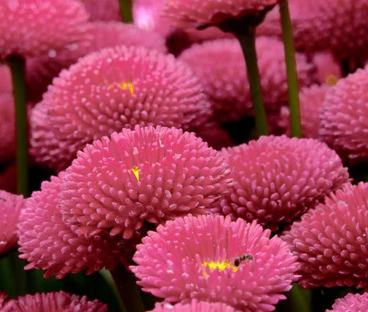 English Daisy Rose Bellis Perennis Super Enorma – Colorful Garden Flower Seeds