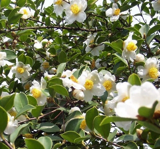 Camellia Oleifera Fragrant Edible Tea Oil Shrub Seeds