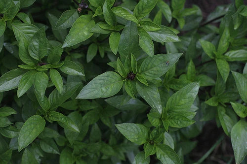 Thai Basil Seeds – Garden Herb Seeds