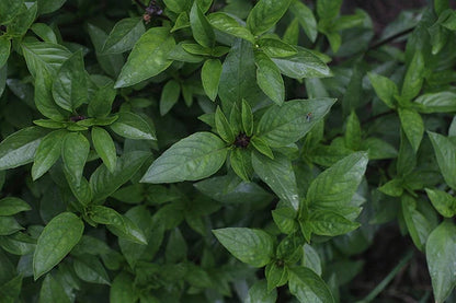 Thai Basil Seeds – Garden Herb Seeds
