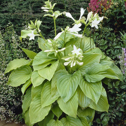 Hosta Seed Hosta – Garden Flower Seeds