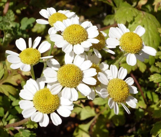 Creeping Daisy Chrysanthemum Paludosum – Ground Cover Flower Seeds