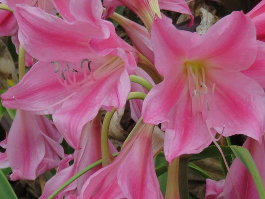 Crinum Lily Carnival Small-size Bulb New Stunning - Flower Seeds