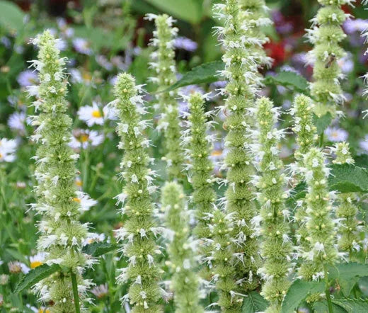 Agastache Giant Hyssop White Agastache Mexicana – Fragrant Garden Flower Seeds