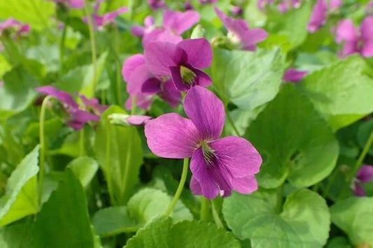 Red Blue Violet Viola Sororia Native Perennial Flower Seeds