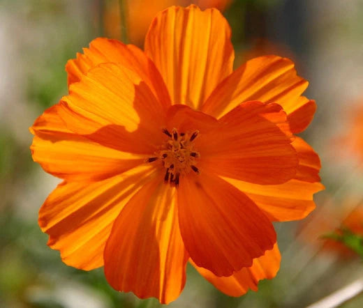 Cosmos Sulphur Orange Dwarf Cosmos Sulphureus – Colorful Garden Flower Seeds