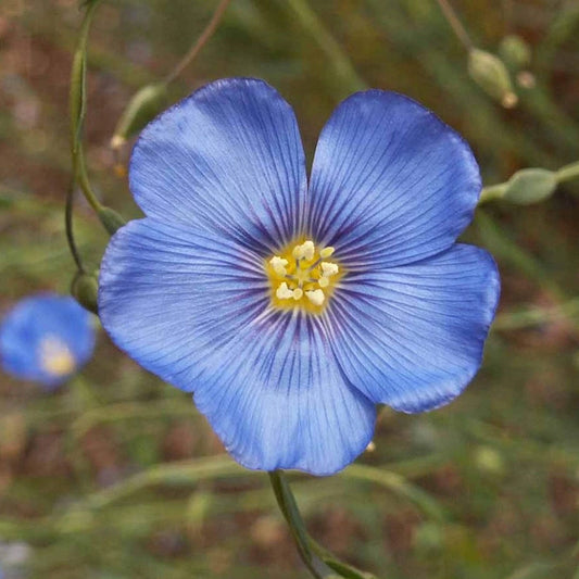 Blue Flax Linum Perenne – Perennial Wildflower Garden Seeds