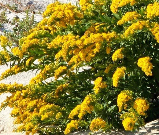 Canada Goldenrod Solidago Canadensis – Hardy Perennial Garden Flower Seeds
