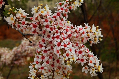 Xanthoceras Sorbifolium – Hardy Yellowhorn Shrub Tree Seeds