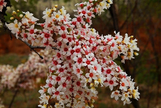 Xanthoceras Sorbifolium – Hardy Yellowhorn Shrub Tree Seeds