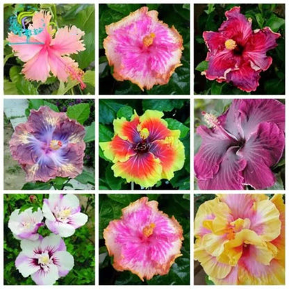 Hibiscus Rosa-Sinensis – Red-Purple Garden Flower Seeds