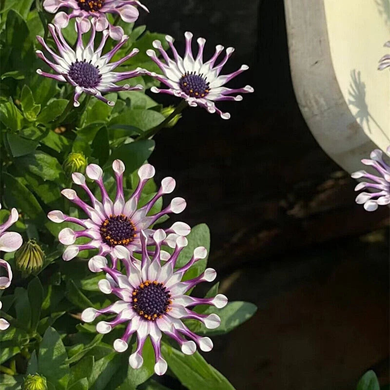 Blue Daisy Osteospermum Whirligig Garden Flower Seeds